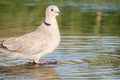 Close-up portrait of Eurasian collared dove or Streptopelia decaocto walking on the water of a lake, hello spring Royalty Free Stock Photo