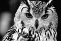 Close up portrait of Eurasian Eagle-owl Royalty Free Stock Photo