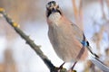 Close-up portrait of a eurasian jay that is trying to peer into the camera. Royalty Free Stock Photo