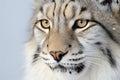 Close-up portrait of Eurasian Lynx (Felis catus)