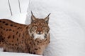 Close up portrait of Eurasian lynx in winter snow Royalty Free Stock Photo