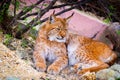 Close-up portrait of an Eurasian Lynx in zoo Royalty Free Stock Photo