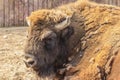 Close-up portrait of European bison