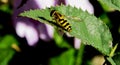 Portrait European common wasp Vespula vulgaris creating Royalty Free Stock Photo