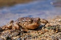 Close up portrait of european frog, animal species is common toad.