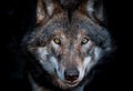 Close up portrait of a european gray wolf Royalty Free Stock Photo