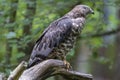 Close-up portrait of European honey buzzard Pernis apivorus also known as Common pern Royalty Free Stock Photo