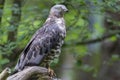 Close-up portrait of European honey buzzard Pernis apivorus also known as Common pern Royalty Free Stock Photo