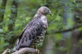 Close-up portrait of European honey buzzard Pernis apivorus also known as Common pern Royalty Free Stock Photo