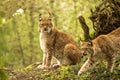 Close up portrait of European Lynx sitting and resting in spring landscape in natural forest habitat, lives in forests, taiga,