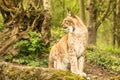 Close up portrait of European Lynx sitting and resting in spring landscape in natural forest habitat, lives in forests, taiga, ste Royalty Free Stock Photo