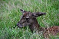 Close-up portrait of a European roe deer grazing Royalty Free Stock Photo
