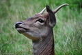 Close-up portrait of a European roe deer grazing Royalty Free Stock Photo
