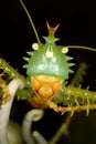 Close-up portrait of exotic green grasshopper.