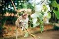 Close up portrait of expressive baby monkey. Royalty Free Stock Photo