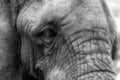 Close-up portrait of the face of an African elephant - Black and Royalty Free Stock Photo