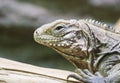 Close up portrait of the face of a cuban rock iguana, tropical and vulnerable lizard specie from the coast of Cuba Royalty Free Stock Photo