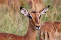 Impala or Rooibok (Aepyceros melampus) in Kruger Park South Africa