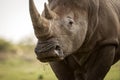 A close up portrait of the face, mouth, horns and eye of a white rhino Royalty Free Stock Photo