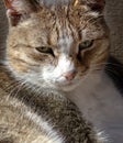 Close-up of the face of an old seasoned cat with a calm wise look, mustache and striped coloring