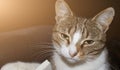 Close-up portrait of the face of a young cat with beautiful narrowed, contented, large green eyes look upward at camera