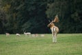 Close up portrait of a fallow deer buck Royalty Free Stock Photo