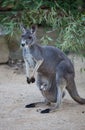 Close up portrait famale Kangaroo with cute joey hiding inside the pouch. Australia. Royalty Free Stock Photo