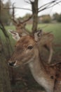 Close-up portrait of fawn Royalty Free Stock Photo