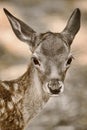 Portrait of a Fawn Royalty Free Stock Photo