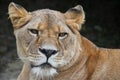 Close up portrait of female African lioness Royalty Free Stock Photo