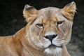 Close up portrait of female African lioness Royalty Free Stock Photo