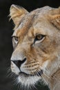 Close up portrait of female African lioness Royalty Free Stock Photo