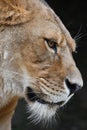 Close up portrait of female African lioness Royalty Free Stock Photo