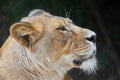 Close up portrait of female African lioness Royalty Free Stock Photo