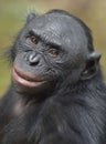 The close up portrait of female Bonobo in natural habitat. Green natural background. The Bonobo ( Pan paniscus)