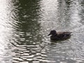 close up portrait of female brown mallard duck wading on water surface ripples Royalty Free Stock Photo