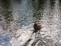 close up portrait of female brown mallard duck wading on water surface ripples Royalty Free Stock Photo