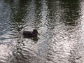 close up portrait of female brown mallard duck wading on water surface ripples Royalty Free Stock Photo