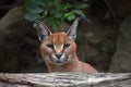 Close up portrait of female caracal