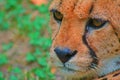 Close-up portrait of a female cheetah with a tear in his eye