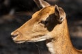 Close-up portrait of female fallow deer dama, dama in the forest Royalty Free Stock Photo