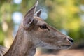 Close-up portrait of female fallow deer dama, dama in the forest Royalty Free Stock Photo