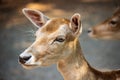 Close-up portrait of female fallow deer dama, dama in the forest Royalty Free Stock Photo