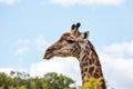 Close-up portrait of a female giraffe, Ithala Game Reserve, KwaZulu-Natal, South Africa Royalty Free Stock Photo