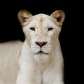 Close-up portrait of female lion Royalty Free Stock Photo