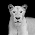 Close-up portrait of female lion Royalty Free Stock Photo