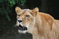 Close up portrait of female lioness roaring Royalty Free Stock Photo