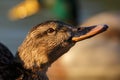 close-up portrait female mallard duck (anas platyrhynchos Royalty Free Stock Photo