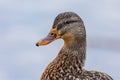 Close up portrait of a female mallard duck Royalty Free Stock Photo