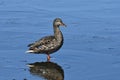 Close up portrait of a female Mallard duck Royalty Free Stock Photo